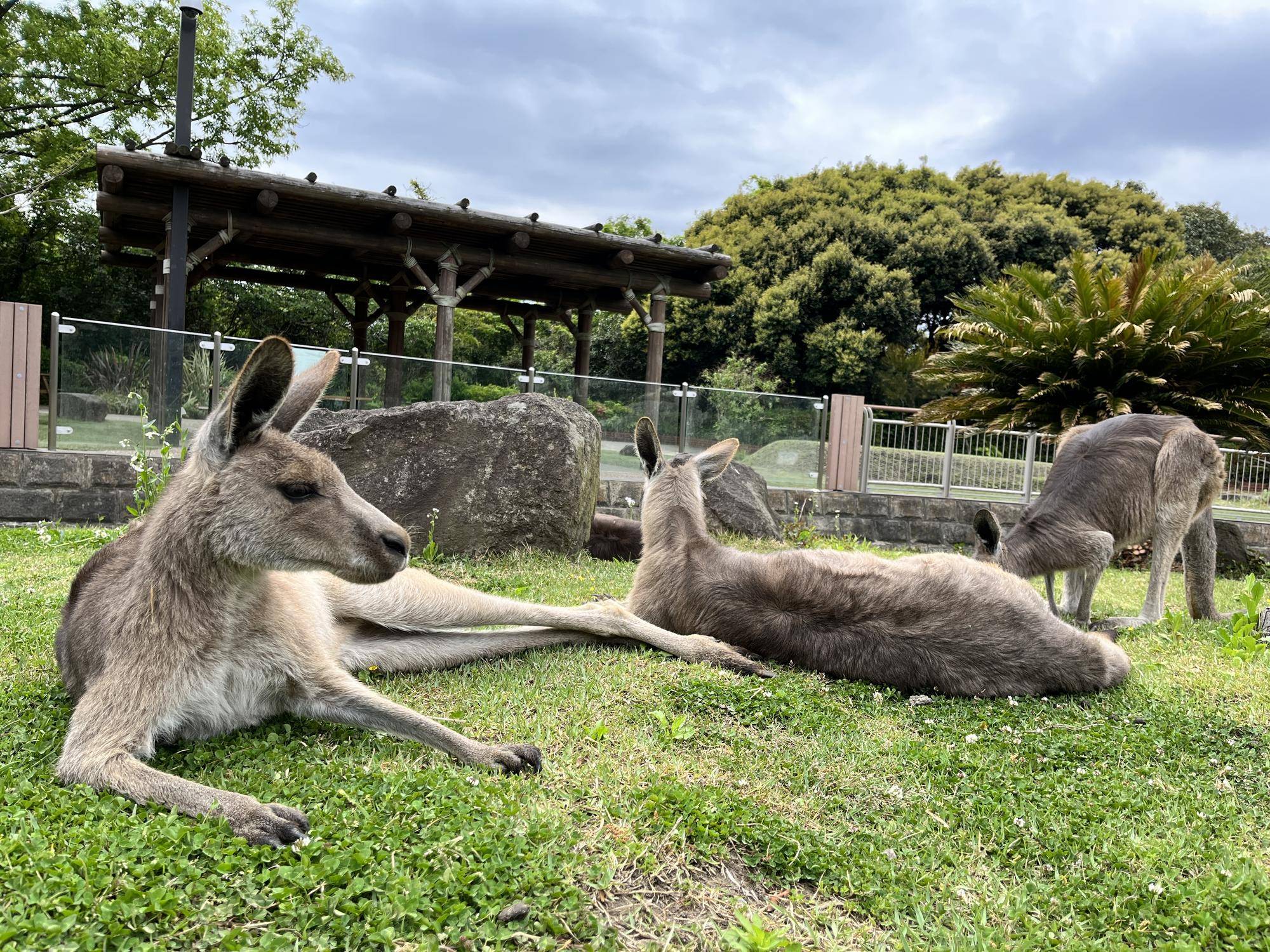 オオカンガルーの展示についての写真