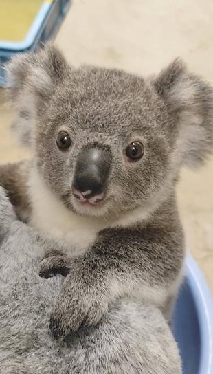 止まり木が新しくなりました