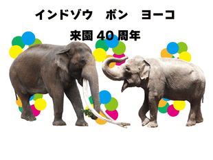 インドゾウ「ボン」・「ヨーコ」来園40周年🎊