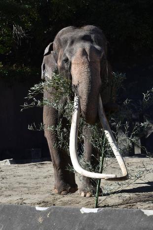 すごーくすごいゾウのうんち②