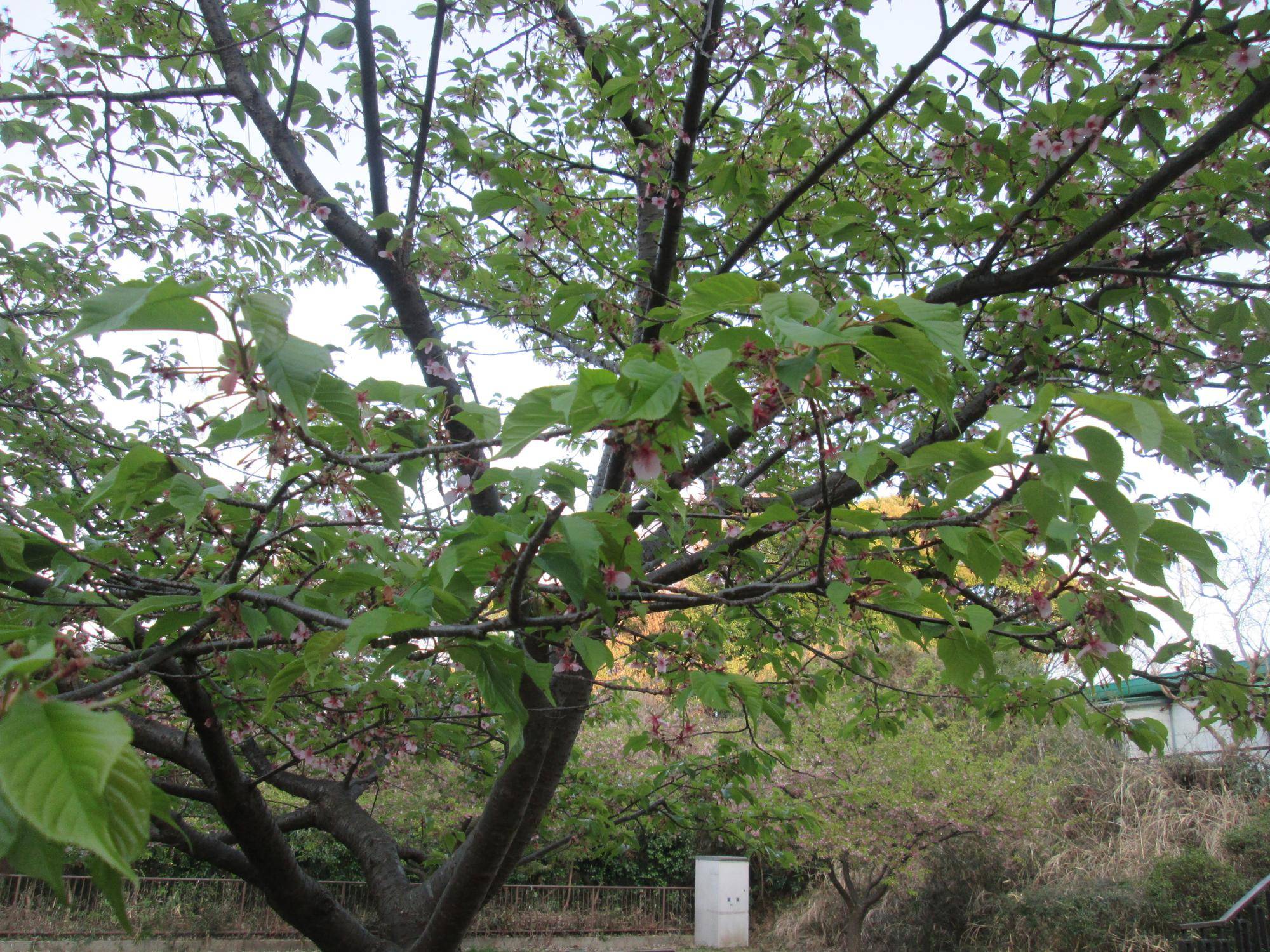 🌸金沢動物園・金沢自然公園の桜開花情報【2025年3月23日】の写真