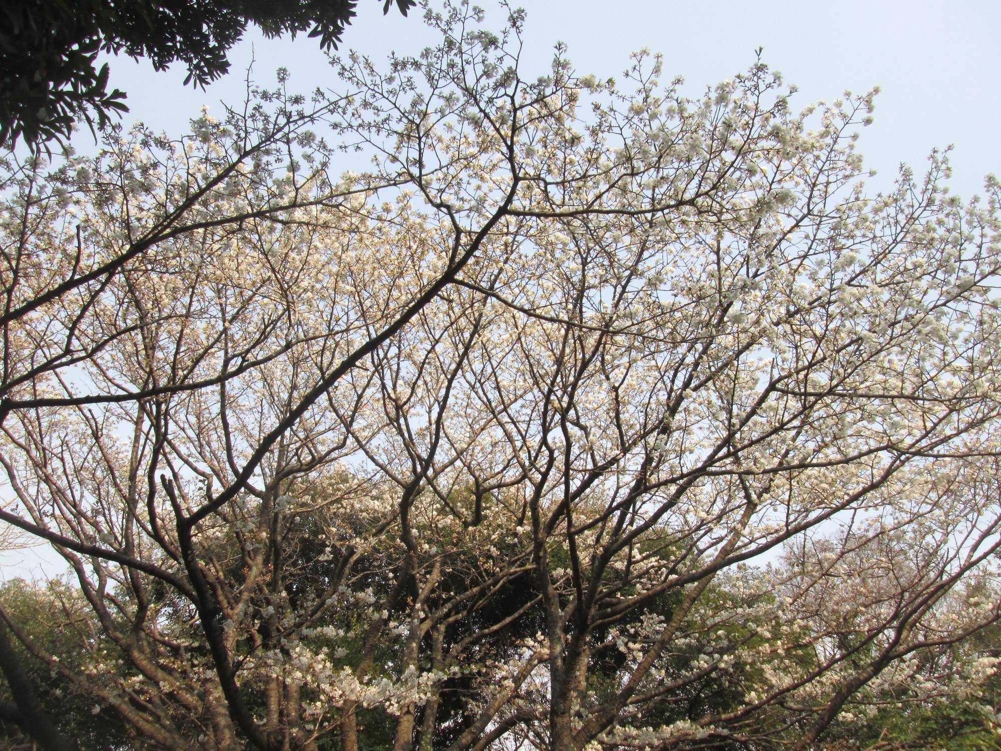 🌸金沢動物園・金沢自然公園の桜開花情報【2025年3月26日】の写真