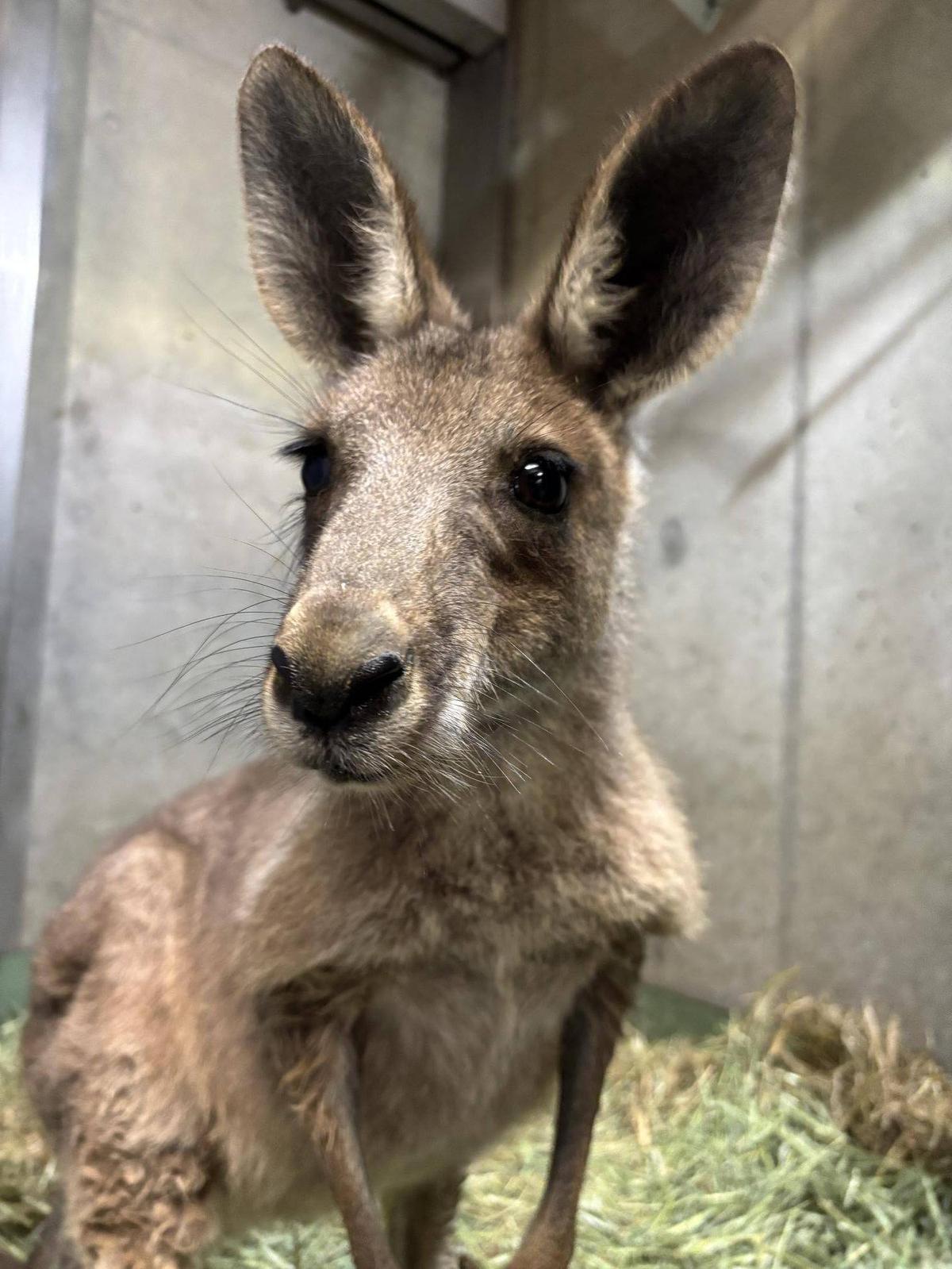 ようこそ！|OH！カンガルー｜ブログ|金沢動物園公式サイト｜公益財団