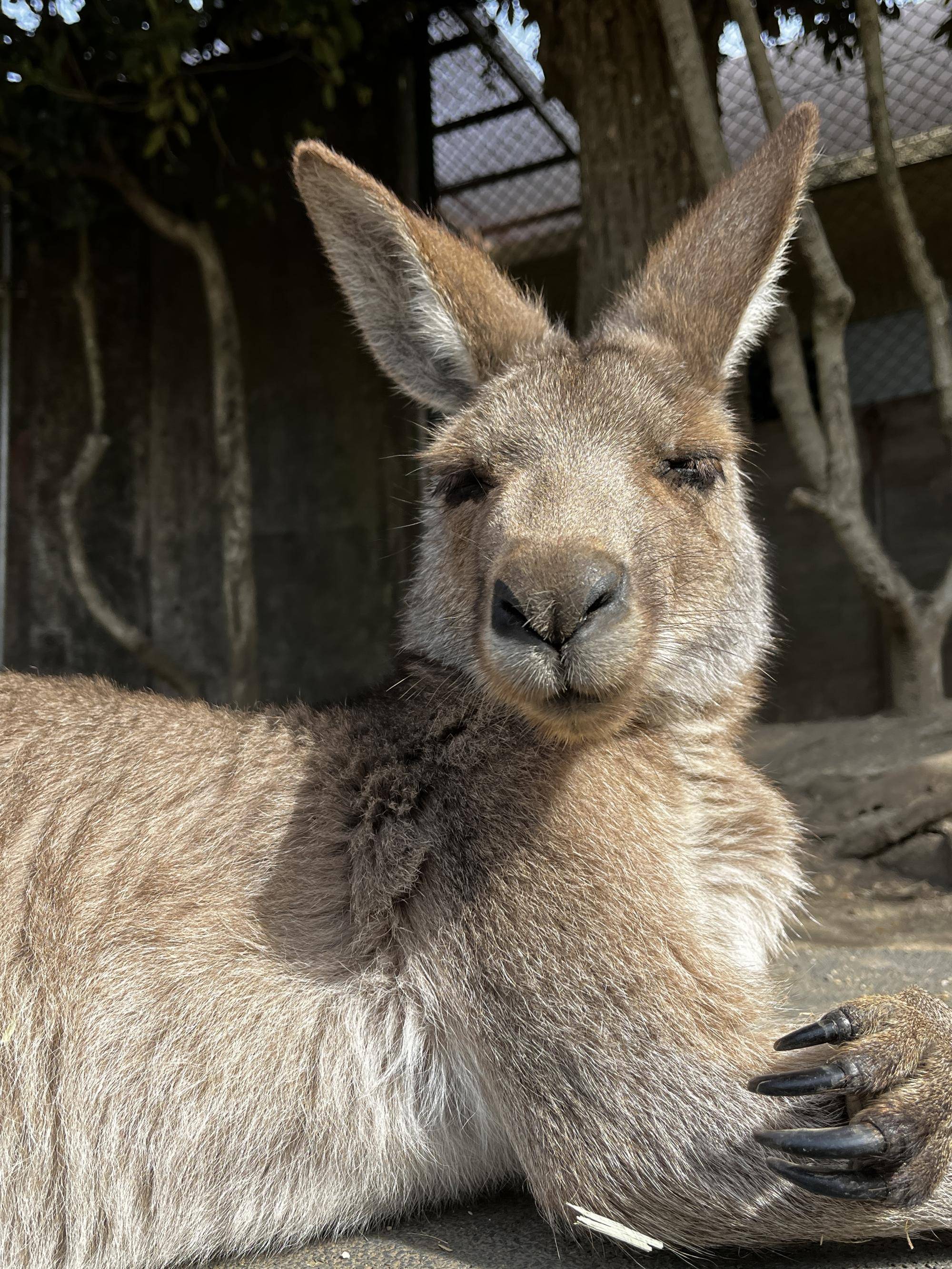 カンガルーブログ 引っ越しました!の写真