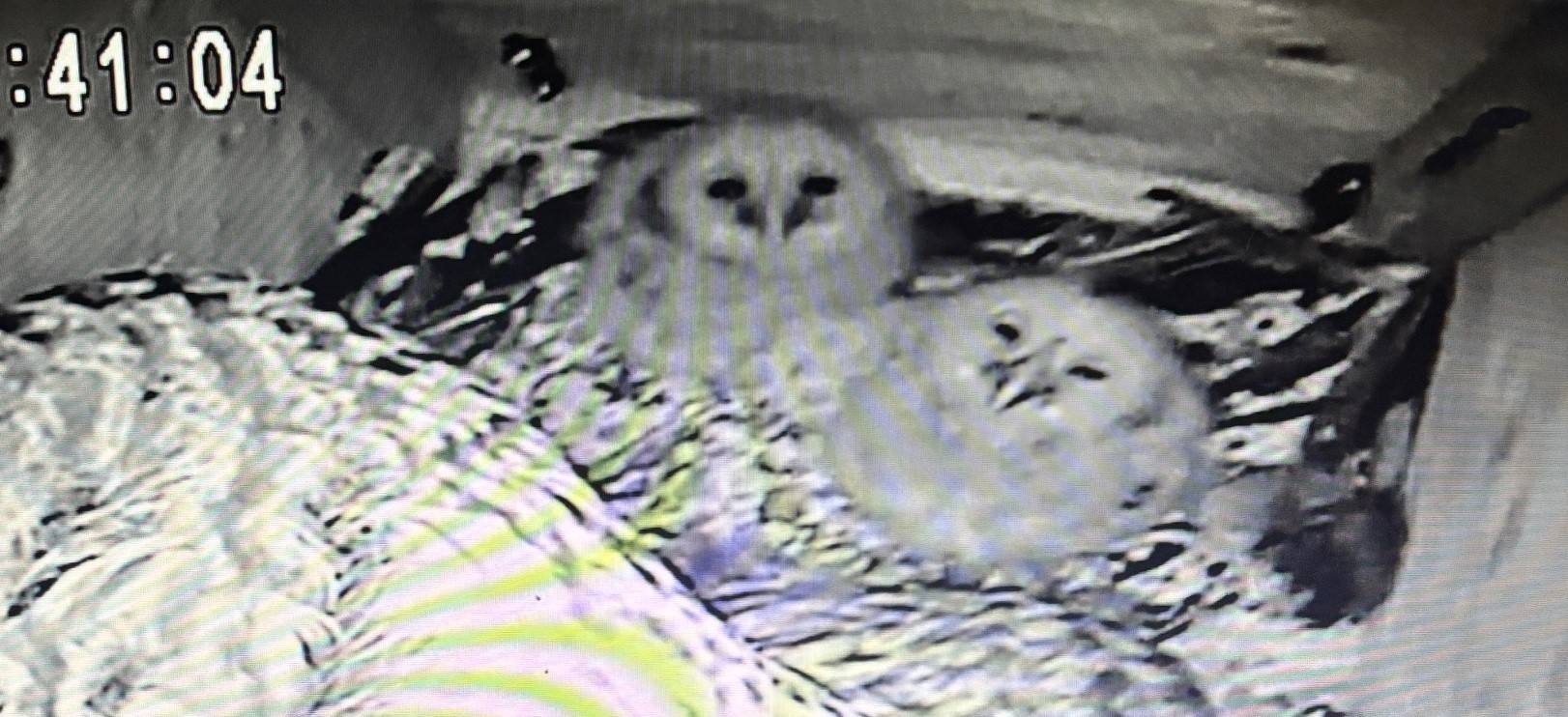 フクロウ続報☆3羽の雛が孵りました!の写真