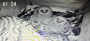 フクロウ続報☆3羽の雛が孵りました!