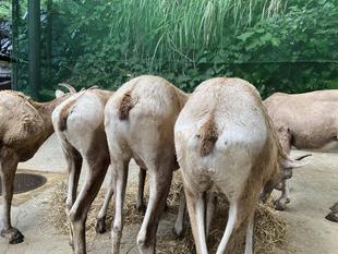 お尻の色 何色?