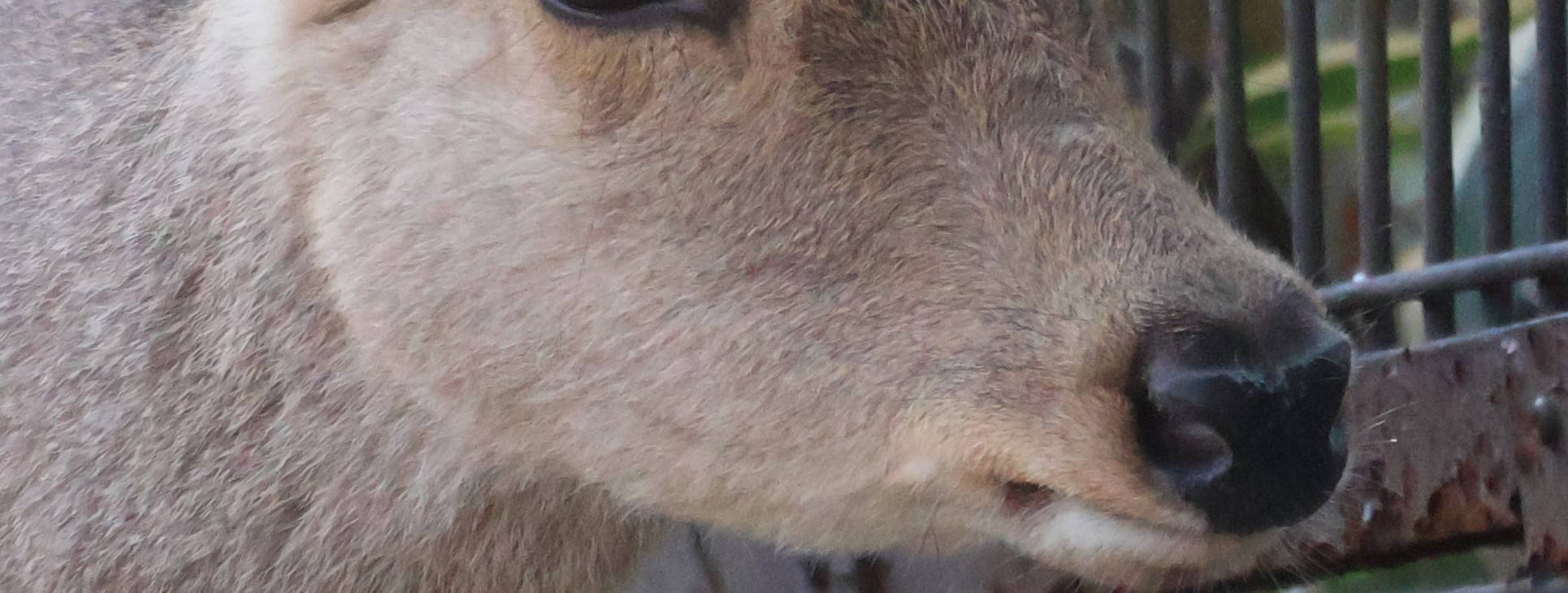 第1回私たちの愛すべき鼻についての写真