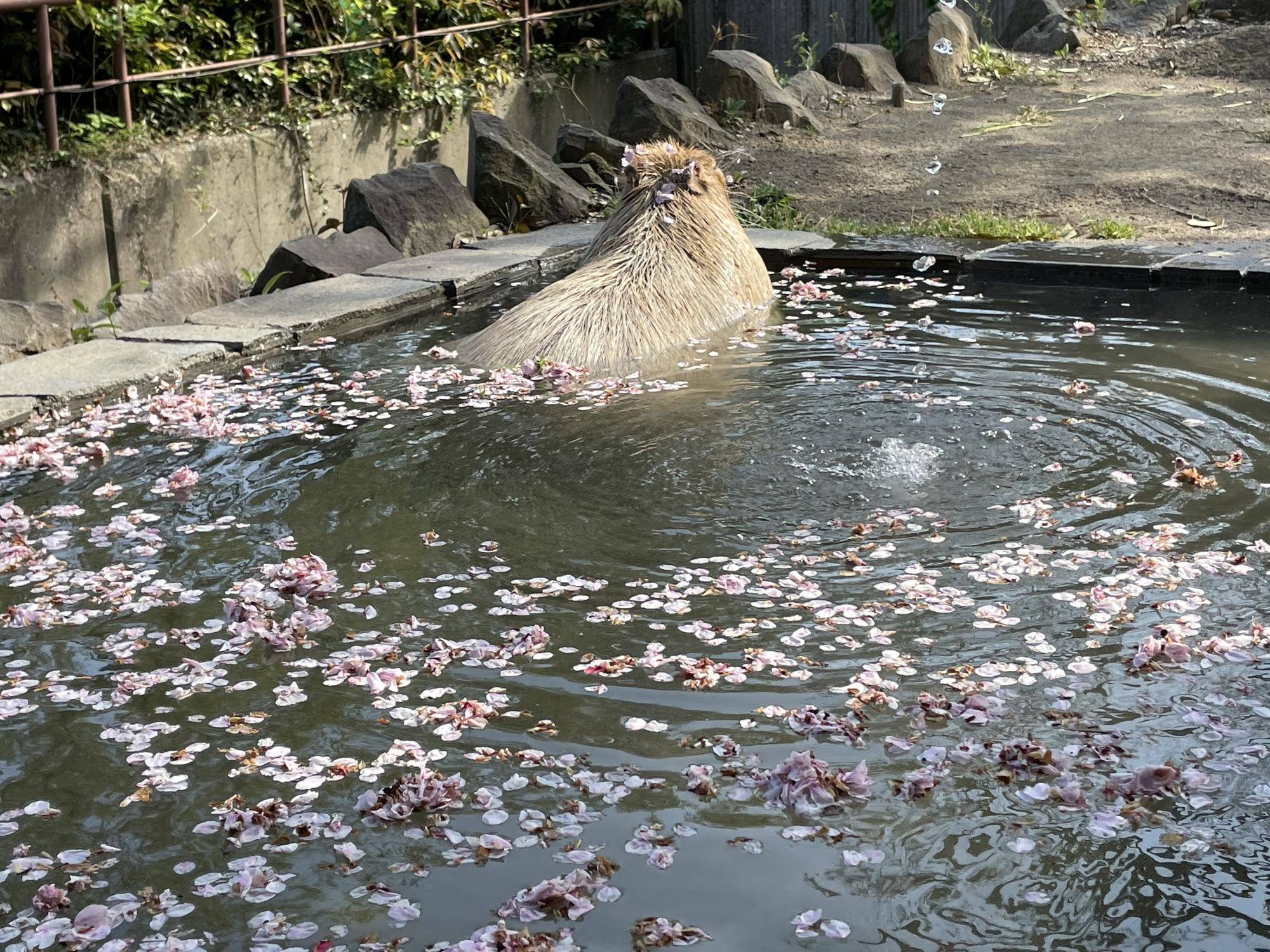 【カピバラのほんわか打たせ湯】○○湯入りました♨ 3月と4月編の写真