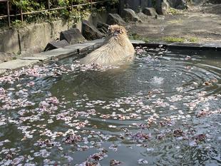 【カピバラのほんわか打たせ湯】○○湯入りました♨ 3月と4月編