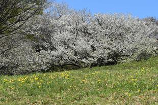 🌸金沢動物園・金沢自然公園の桜開花情報【2025年4月4日】