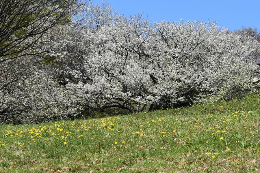 🌸金沢動物園・金沢自然公園の桜開花情報【2025年4月4日】の写真