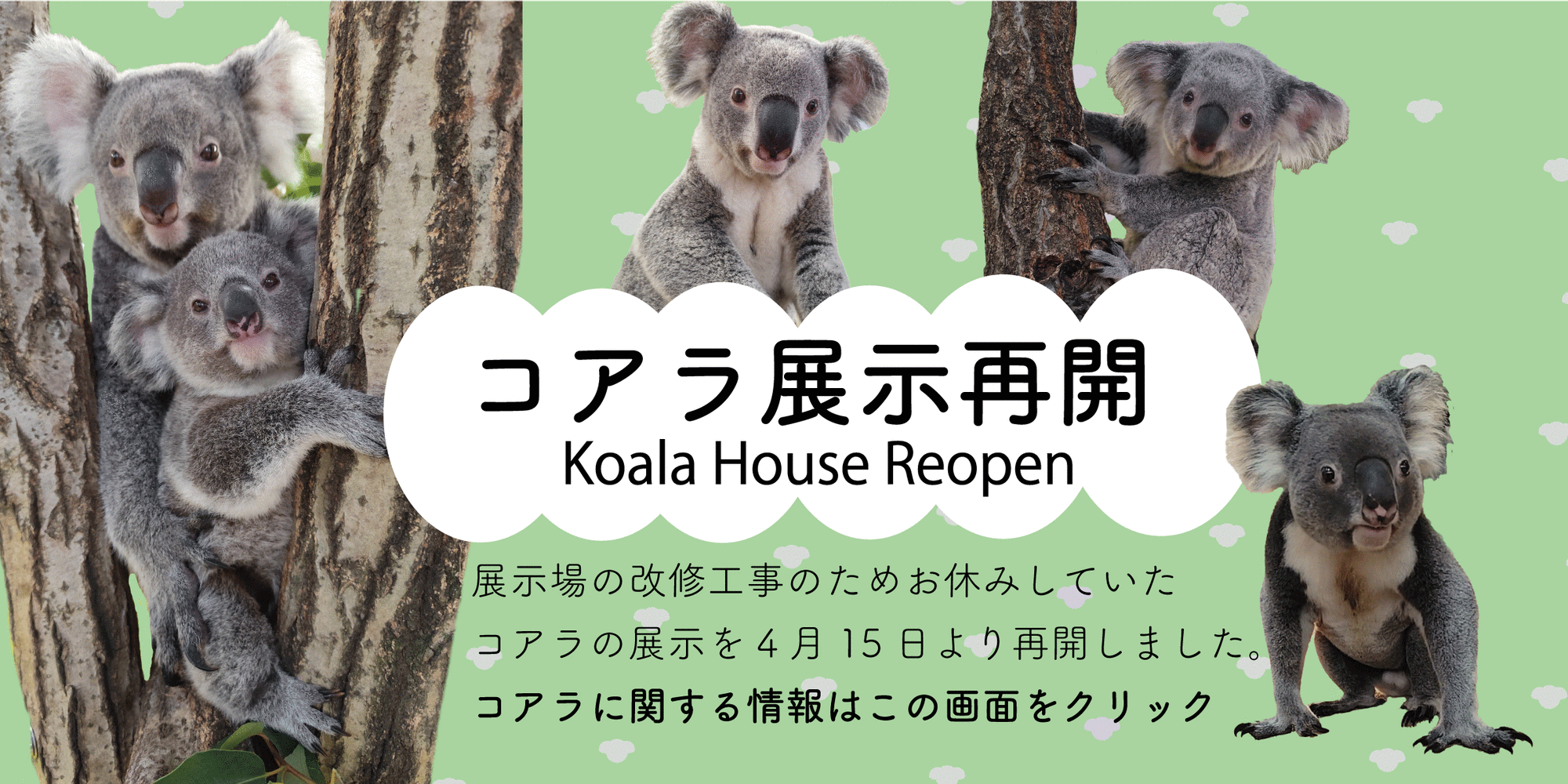 コアラに関するお知らせの写真