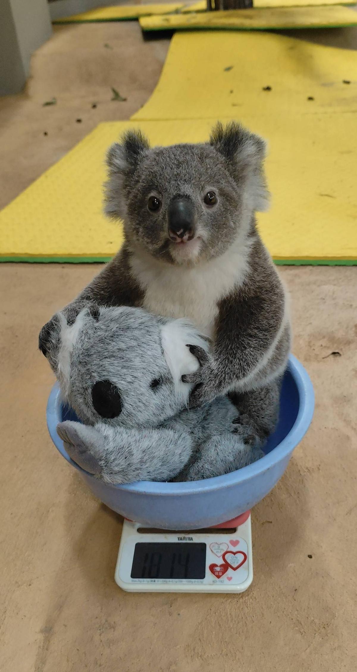 体重測定3 ～卒業～|こぼれ話｜ブログ|金沢動物園公式サイト｜公益