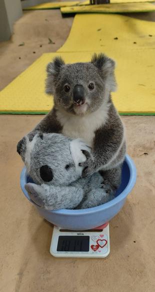 体重測定3 ~卒業~