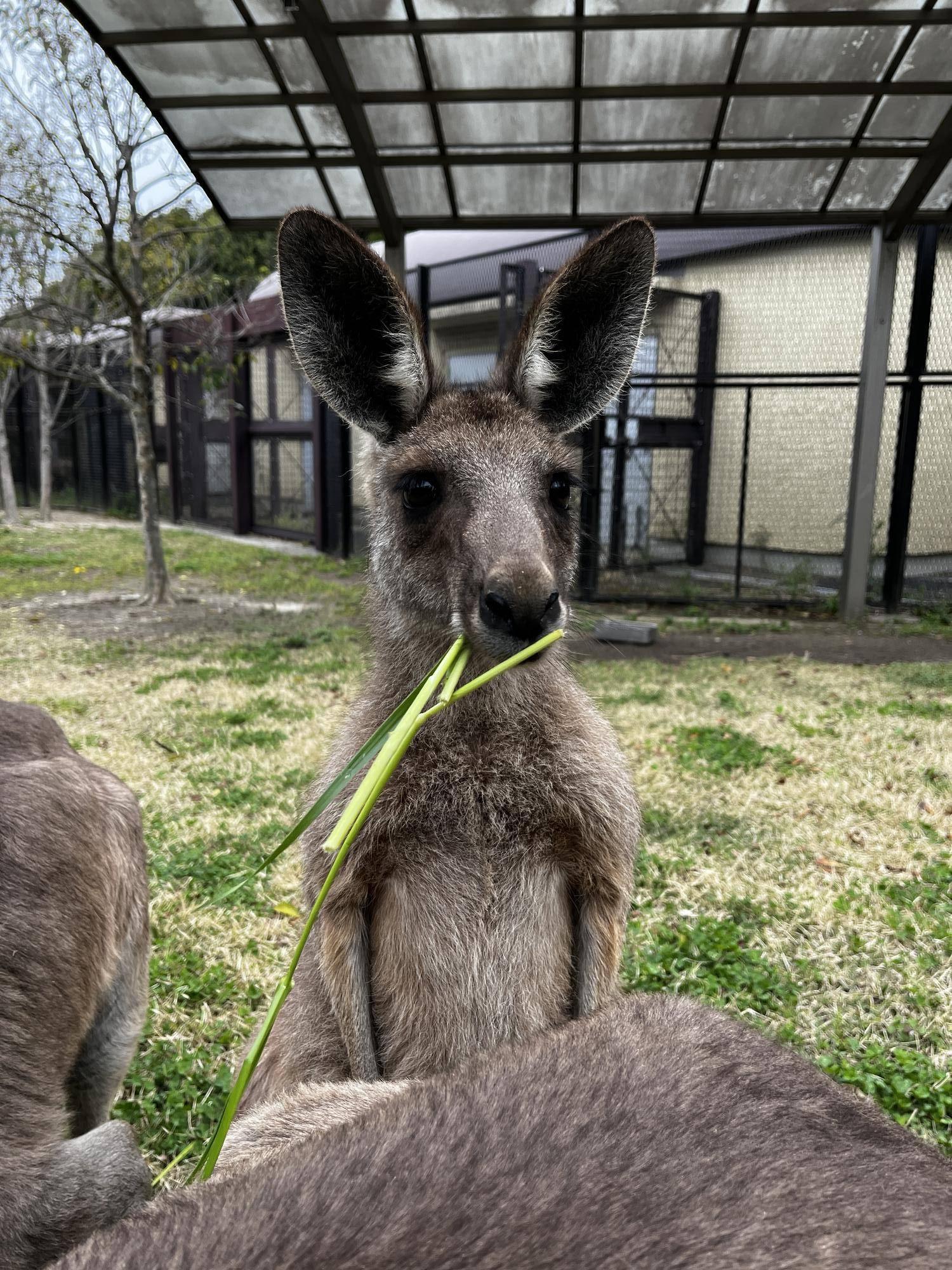 カンガルーブログ ルトルの裏話の写真
