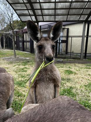 カンガルーブログ ルトルの裏話