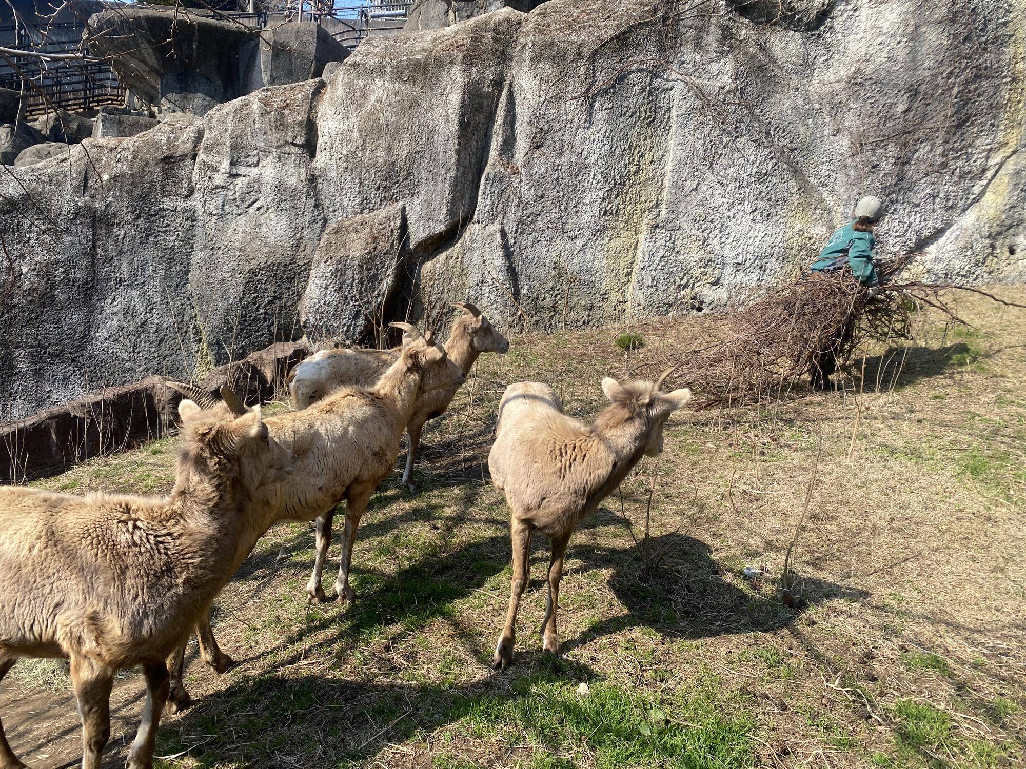 ツタのお掃除の写真