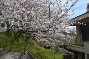 🌸金沢動物園・金沢自然公園の桜開花情報【2025年4月6日】