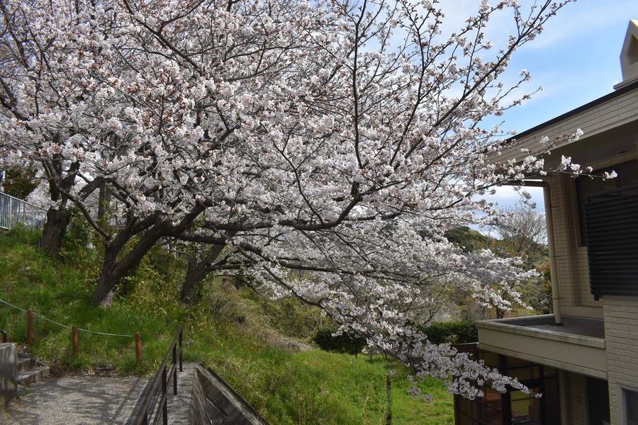 🌸金沢動物園・金沢自然公園の桜開花情報【2025年4月6日】の写真