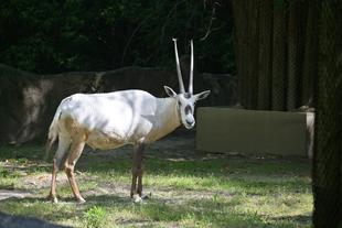 行ってまいります