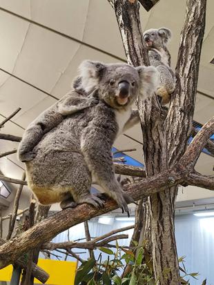 たんぽぽおめでとう!!