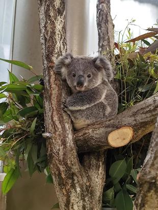 ポポロおめでとう!!