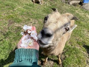 お花見をしました♪