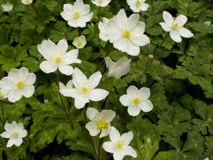 新緑のしだの谷