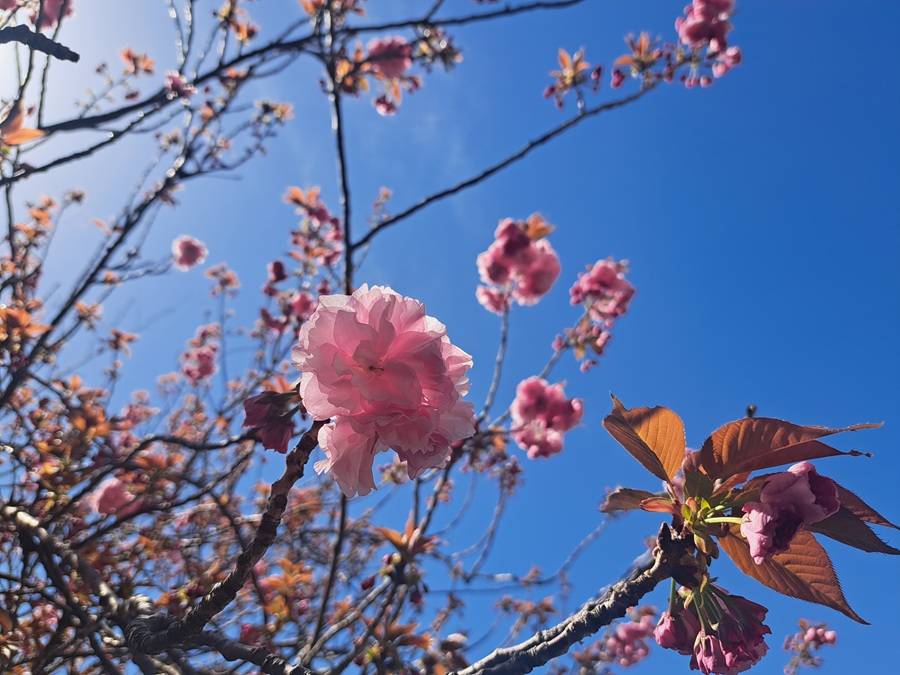 🌸金沢動物園・金沢自然公園の桜開花情報【2025年4月14日】の写真