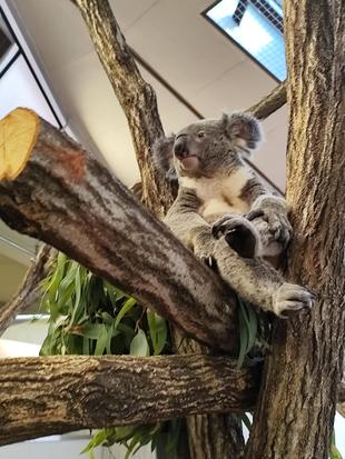 ハリーのポーズ