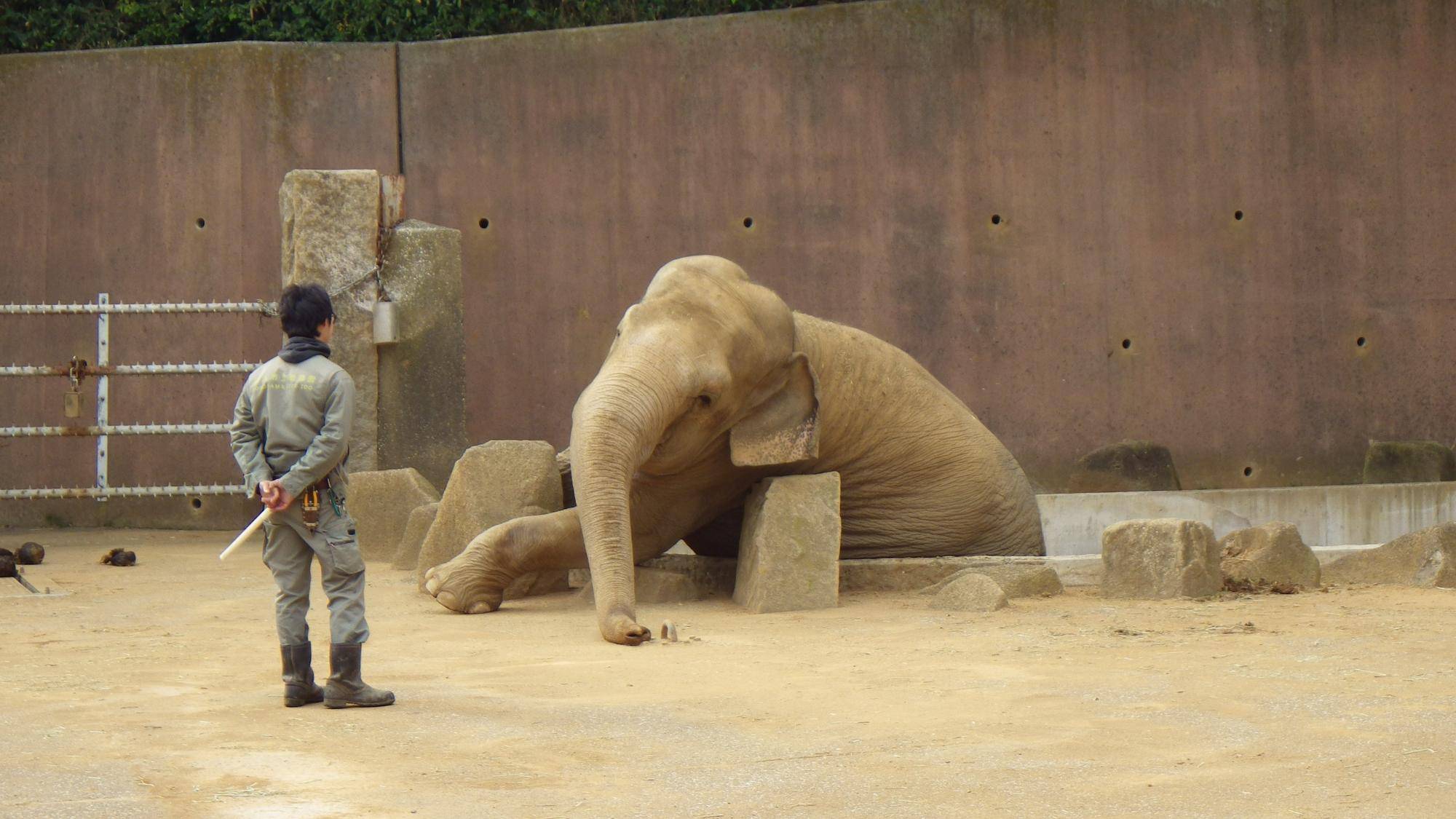 インドゾウ来園40周年の写真