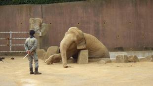 インドゾウ来園40周年