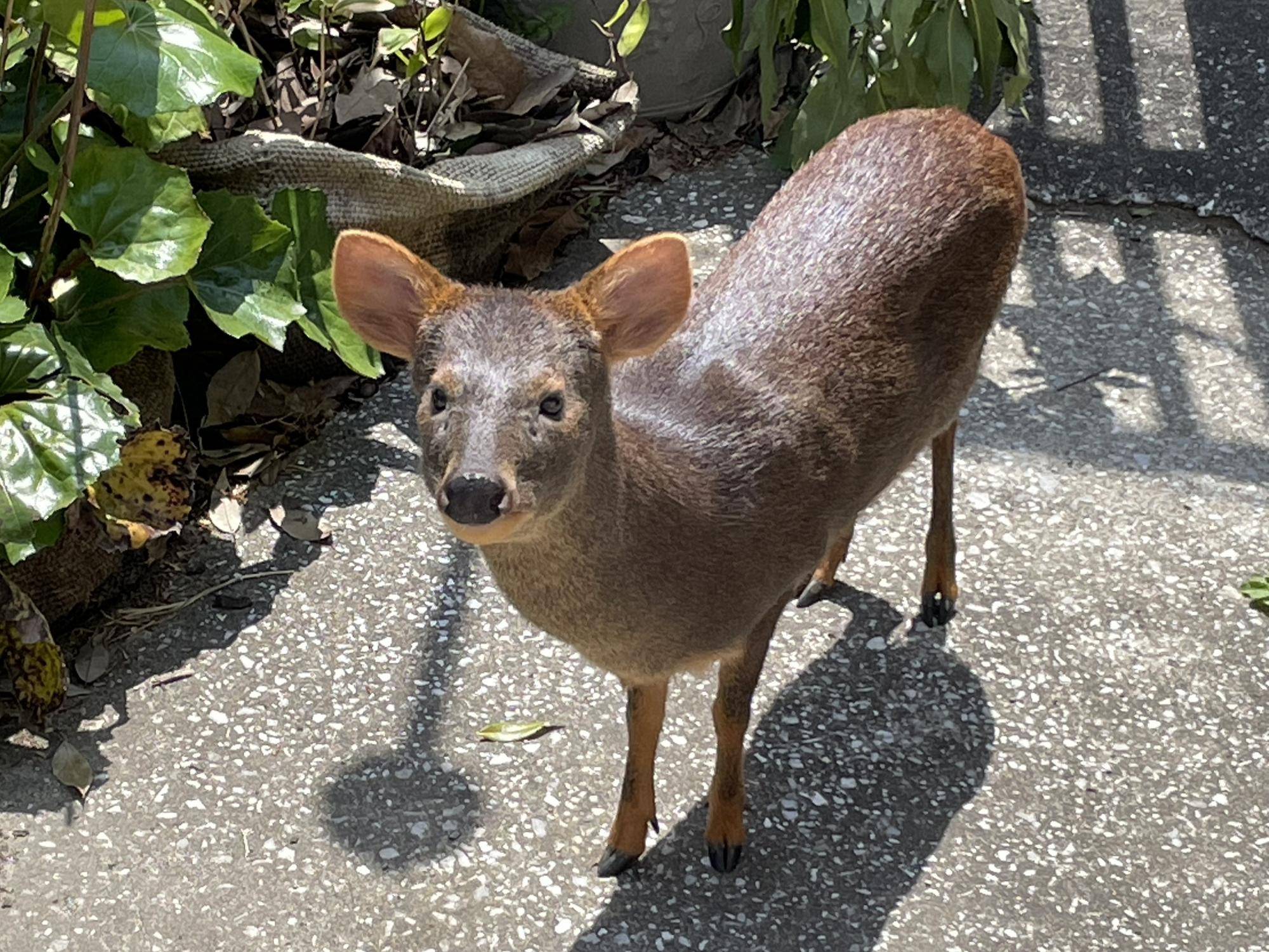 雨にも負けず🦌の写真