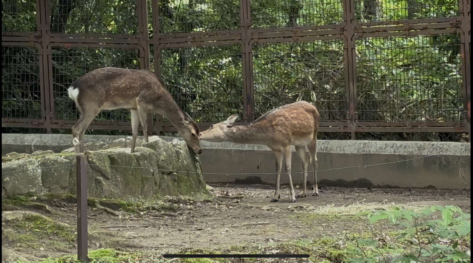 おめでとう、メイ。おめでとう、アズキ。の写真