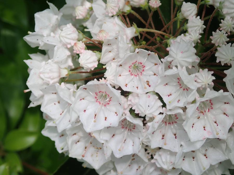 季節の花情報 令和7年6月上旬の写真