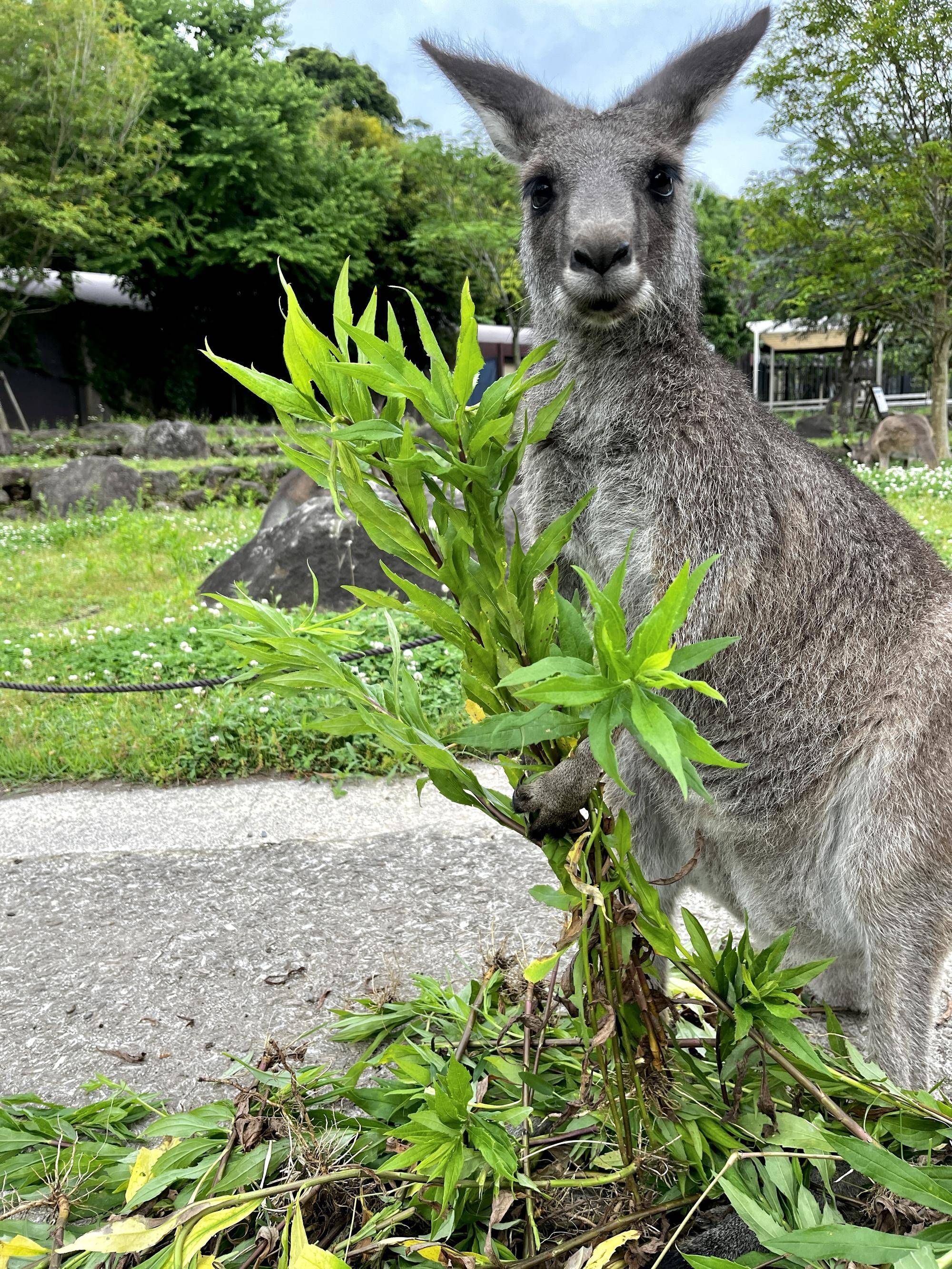 カンガルーブログ 草むしりの視察の写真