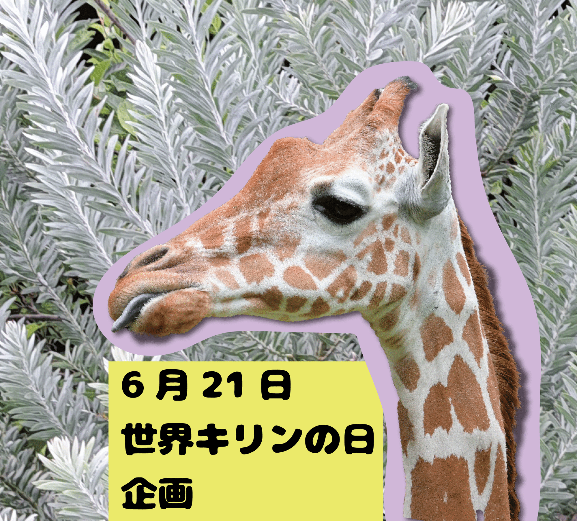 🦒金沢動物園「世界キリンの日」2025🦒の写真
