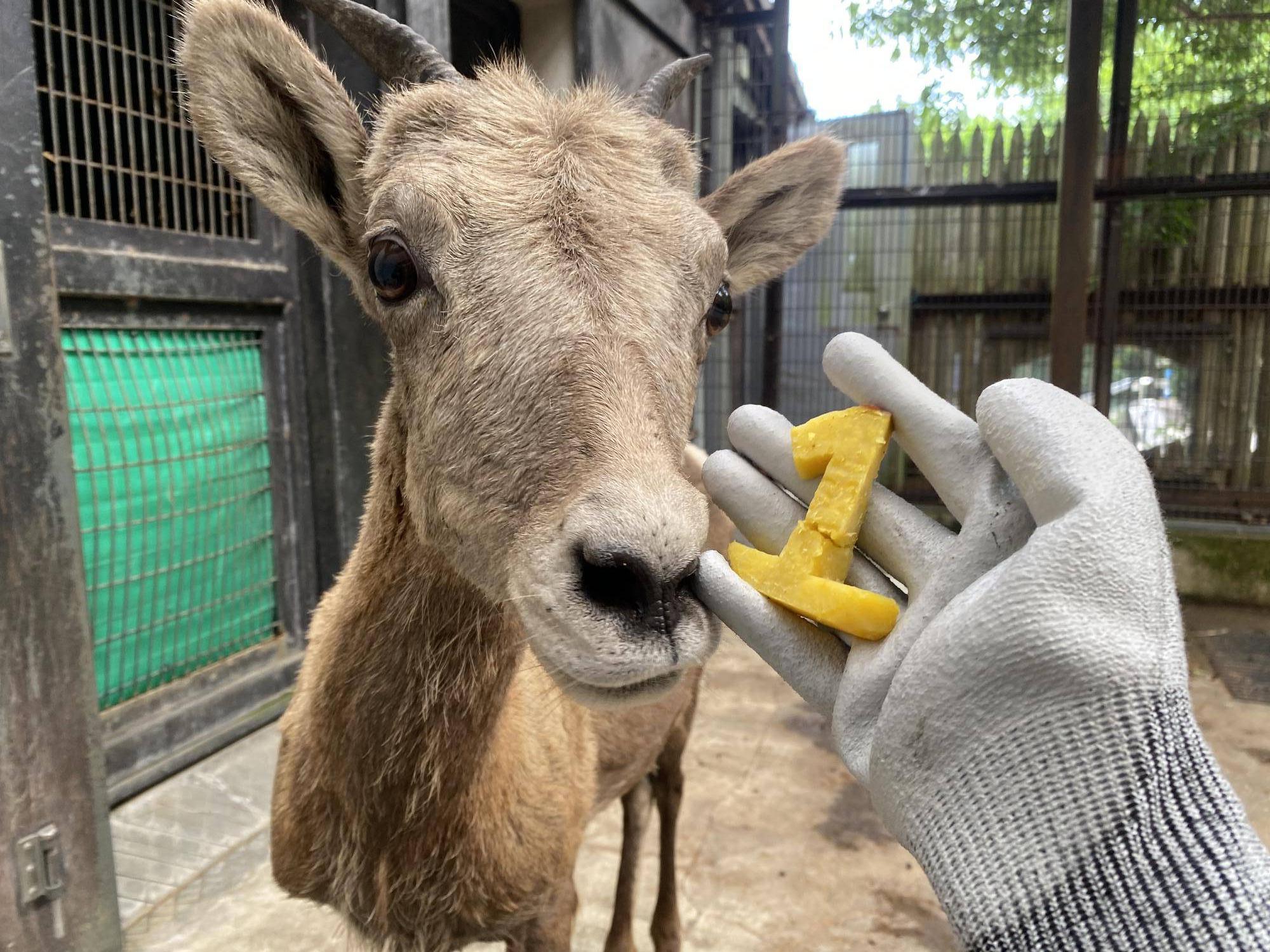 ヤエ 1歳のお誕生日の写真