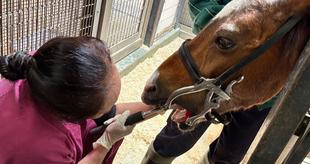 ウマの歯医者さん