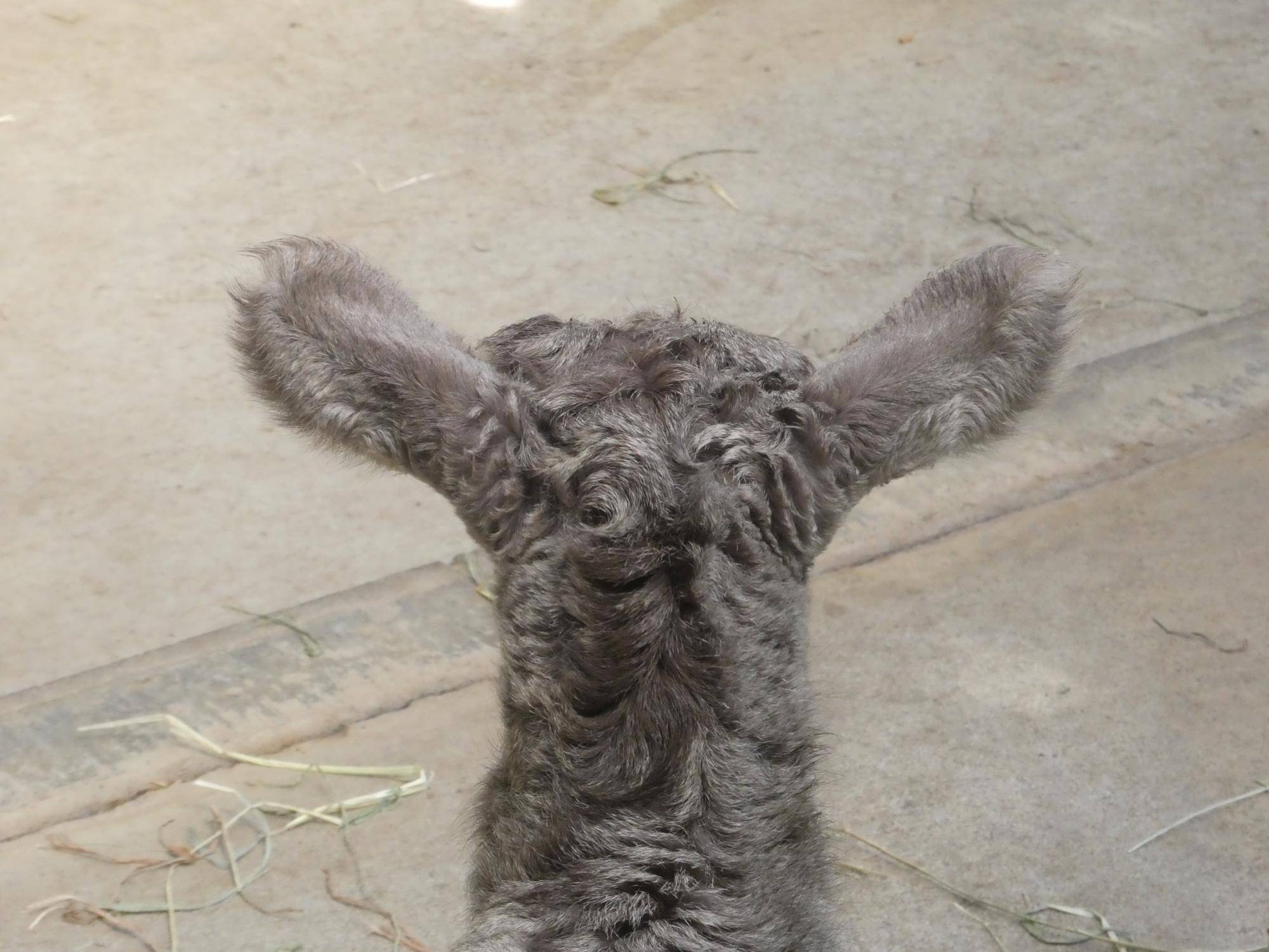 ザラメが生まれてくるまで の写真