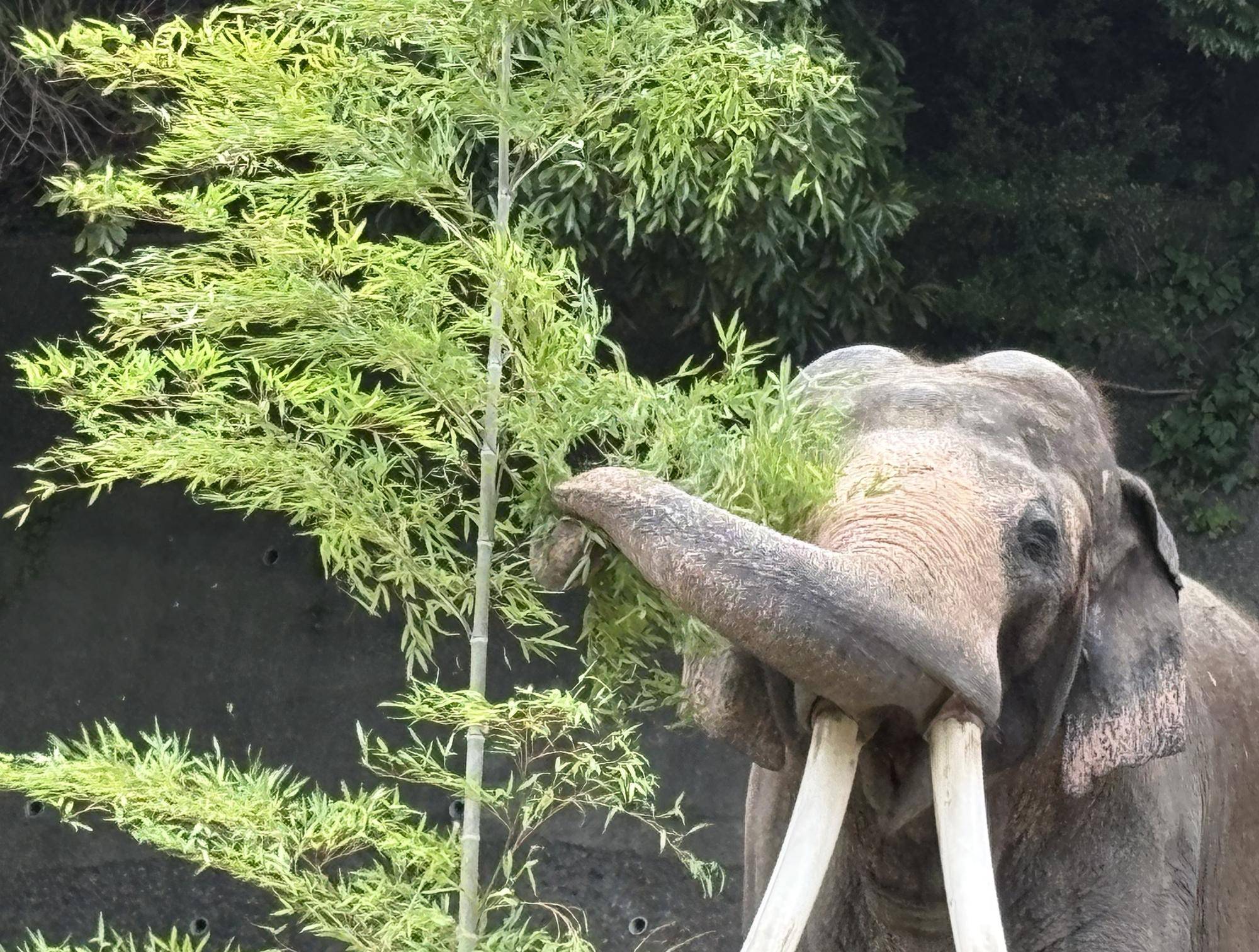 楽しく学べる金沢動物園🐘の写真
