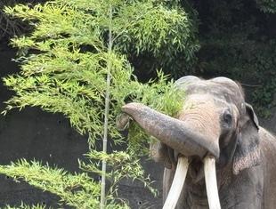 楽しく学べる金沢動物園🐘