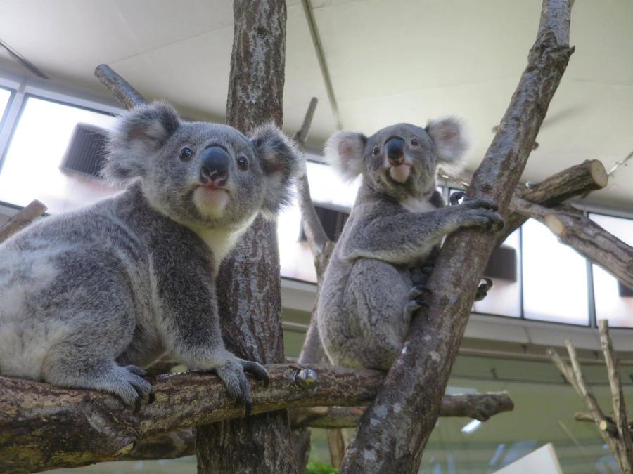 コアラの展示休止についての写真