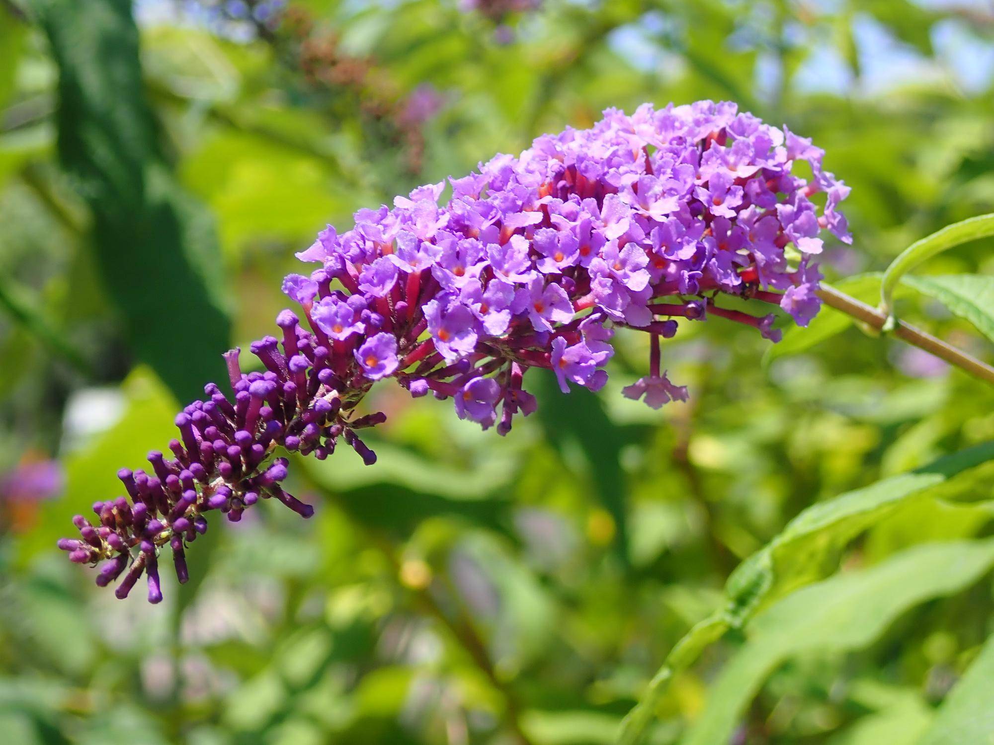 季節の花情報 令和7年7月上旬の写真