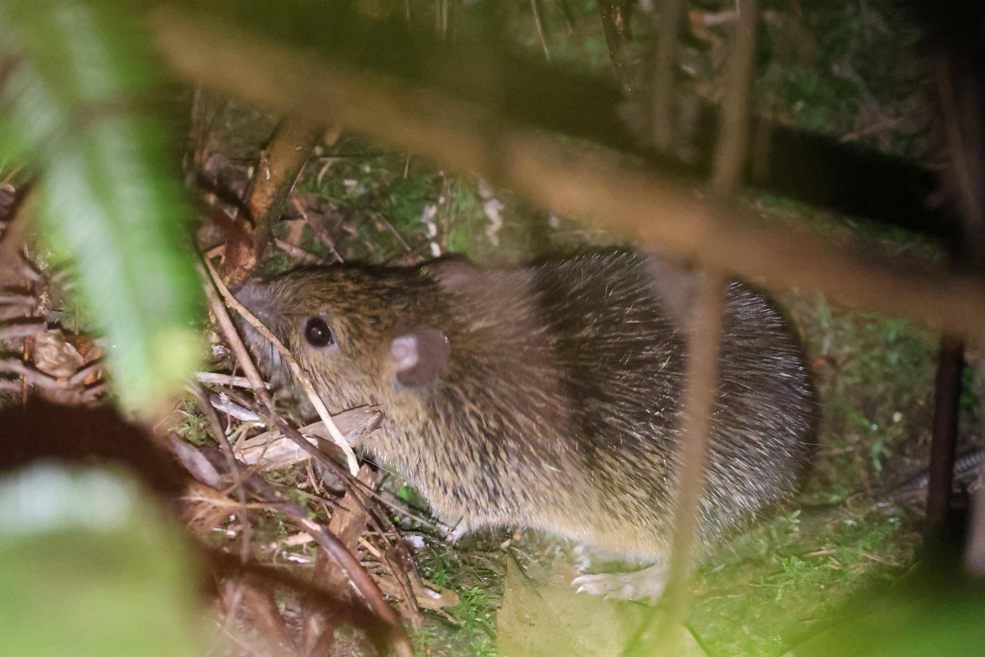 世界キリンの日看板→アマミトゲネズミ展示場前への写真