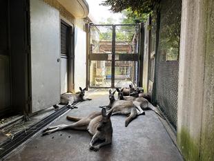 カンガルーブログ　暑さ対策として、展示場とサブパドックを開放しています