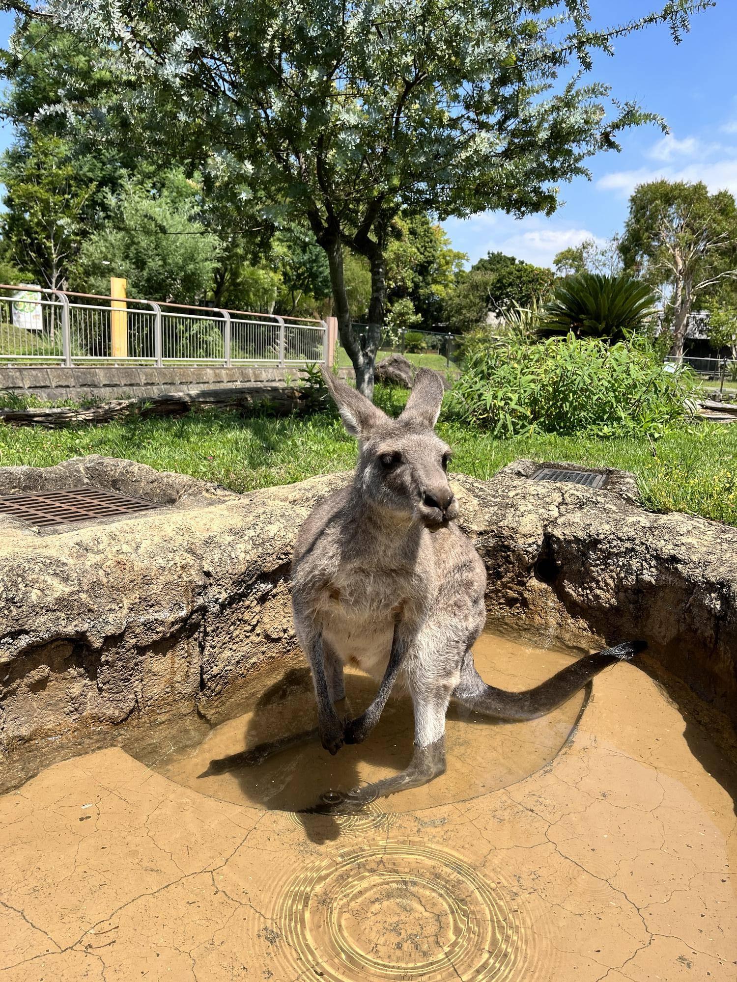 カンガルーブログ 夏季のウォークスルー通行時間についての写真