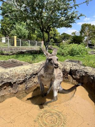 カンガルーブログ　夏季のウォークスルー通行時間について