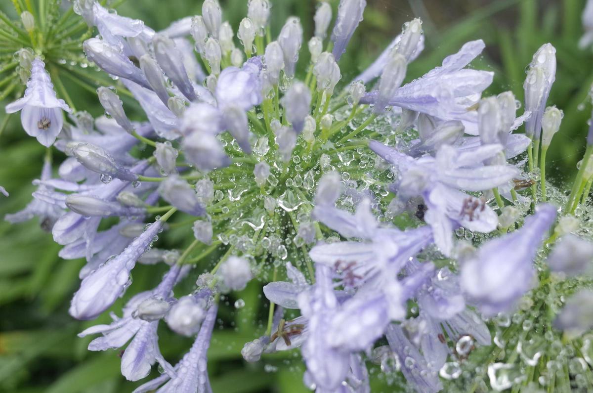 雨の日「も」金沢自然公園へ・・・|花情報｜ブログ|金沢動物園公式